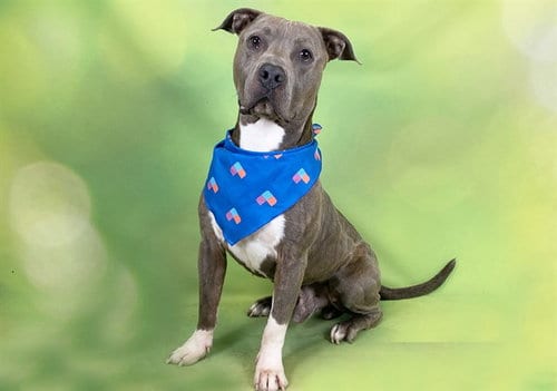 Photo of Frodo, adoptable Pit Bull Terrier in Ft Lauderdale, Florida