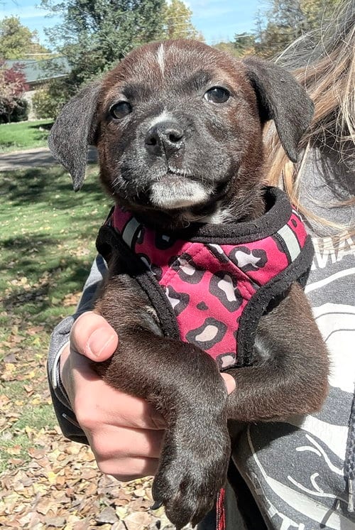 Photo of Zappy, adoptable Pit Bull Terrier in Clarkston, Michigan