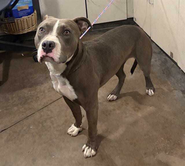 Photo of Tootsie, adoptable Mixed Breed