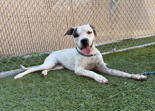 Photo of Lana, adoptable Pit Bull Terrier in Downey, California