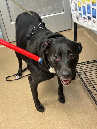 Photo of Eli Cheesely, adoptable dog in Chamblee, Georgia