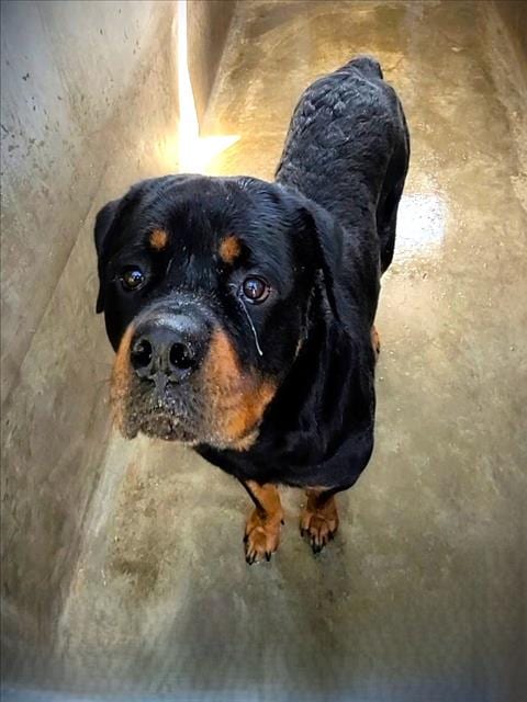 Photo of Crumbcake, adoptable Rottweiler in Los Angeles, California