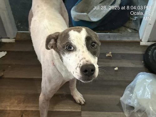 Photo of Rain, adoptable Labrador Retriever in Ocala, Florida