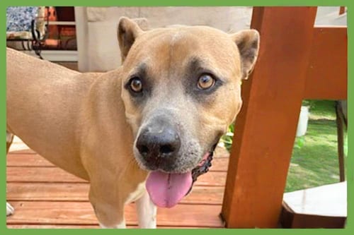 Photo of Murphy, adoptable Boxer in Amherst, Massachusetts
