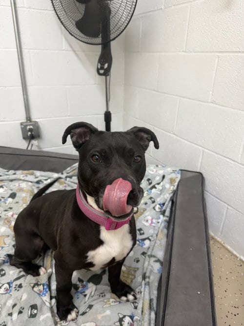 Photo of Stormy, adoptable Pit Bull Terrier in York, South Carolina