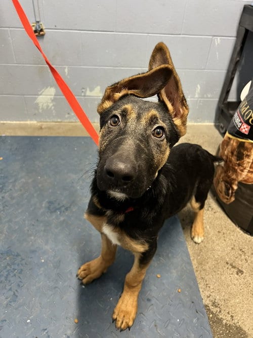 Photo of Valen, adoptable German Shepherd Dog in Modesto, California