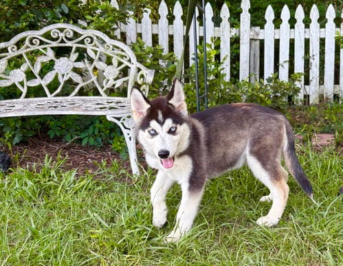 Photo of Quest-5 month- Neuter Contract Required-$175, adoptable Husky in Holly Hill, South Carolina