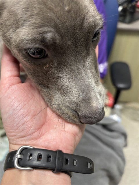 Photo of Putty, adoptable Pit Bull Terrier in Plano, Texas