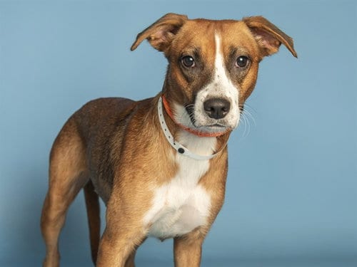 Photo of Sarah, adoptable American Pit Bull Terrier in Phoenix, Arizona