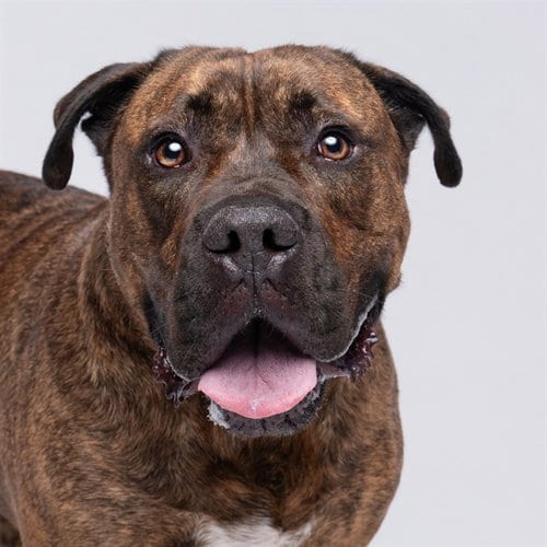 Photo of Franklin, adoptable Pit Bull Terrier in Pearland, Texas
