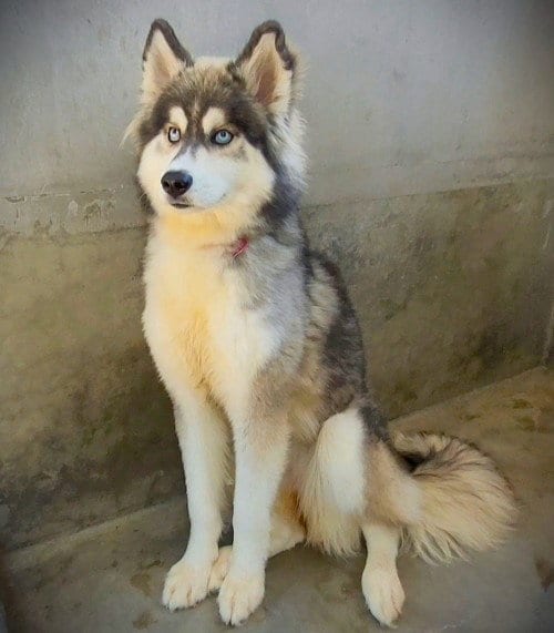 Photo of Ducky, adoptable Husky in Los Angeles, California