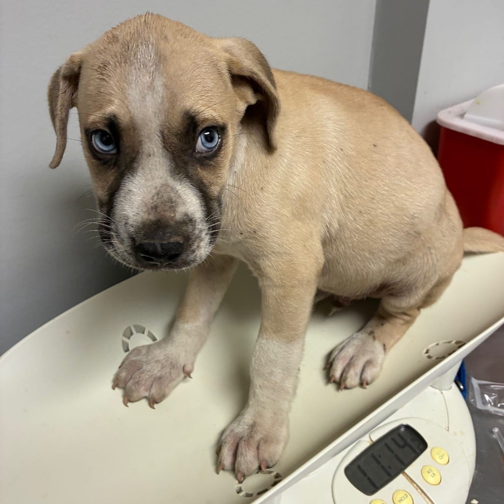 Photo of Bristol, adoptable Mixed Breed (Small) in Chattanooga, Tennessee
