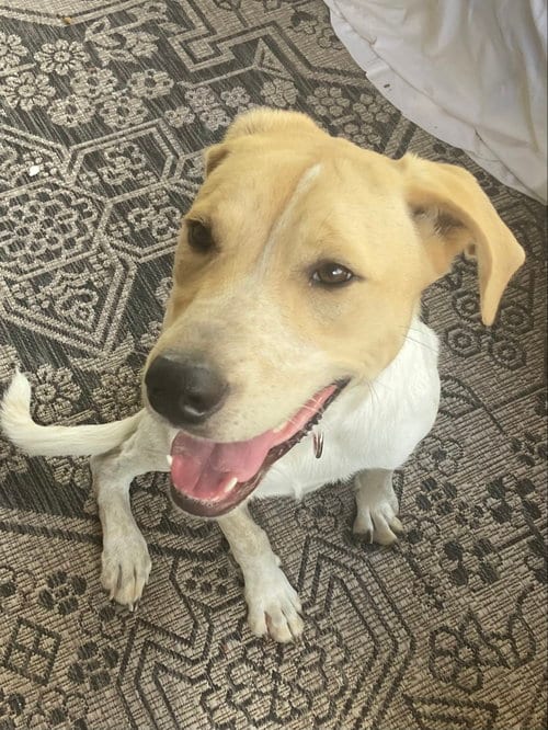 Photo of Lovely Lucy, adoptable Pointer in San Antonio, Texas