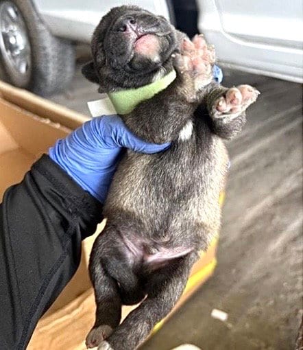 Photo of A660821, adoptable Labrador Retriever in Houston, Texas