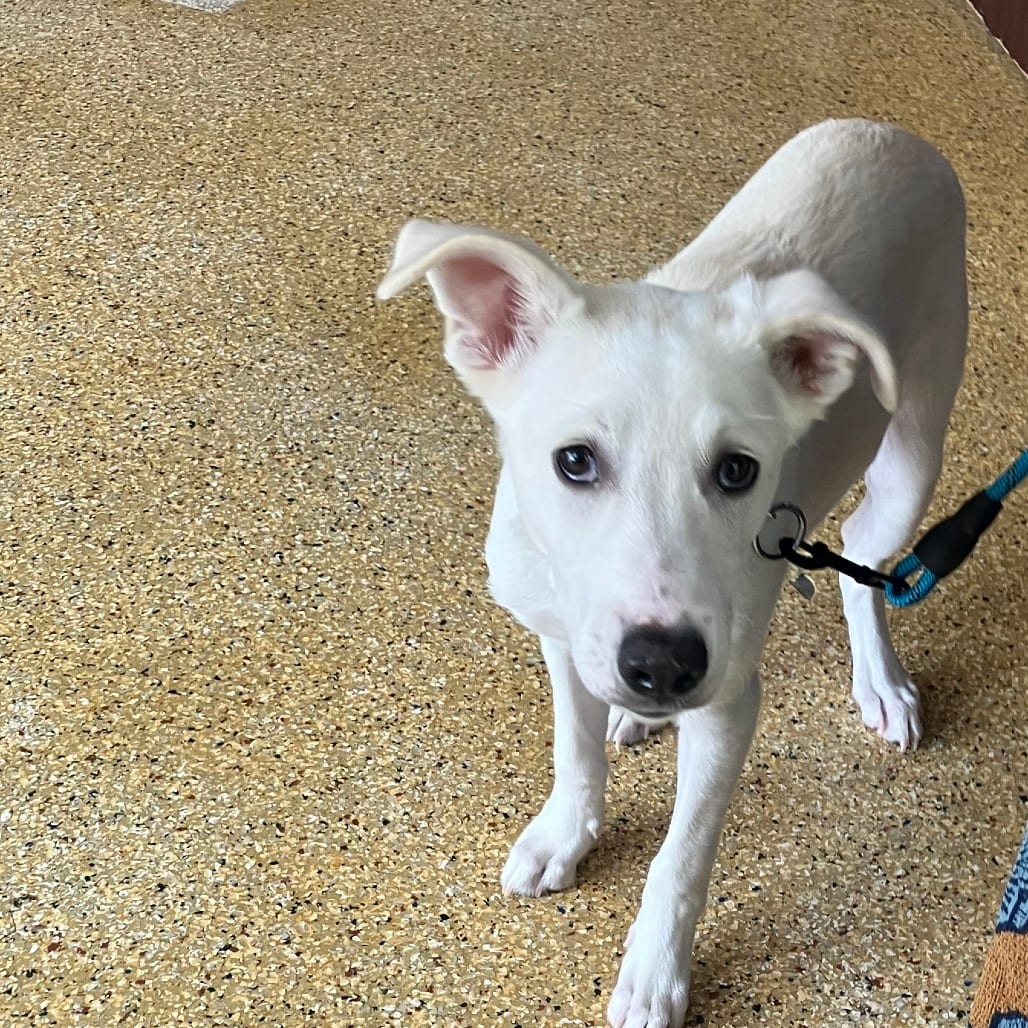 Photo of Chewy (JESUS), adoptable Mixed Breed (Medium) in Houston, Texas