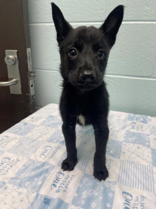 Photo of Army Men, adoptable Border Collie in Tulsa, Oklahoma