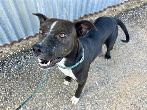 Photo of Pen Pal, adoptable American Pit Bull Terrier in Albuquerque, New Mexico