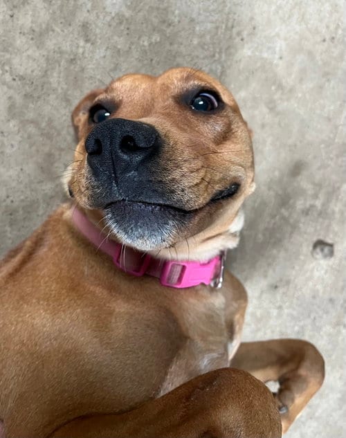 Photo of Belle, adoptable Pit Bull Terrier in Woodsfield, Ohio