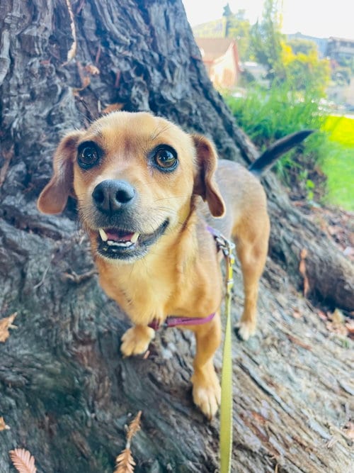 Photo of Suzie, adoptable Dachshund in San Francisco, California