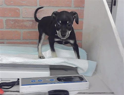 Photo of Copper, adoptable Chihuahua in Houston, Texas