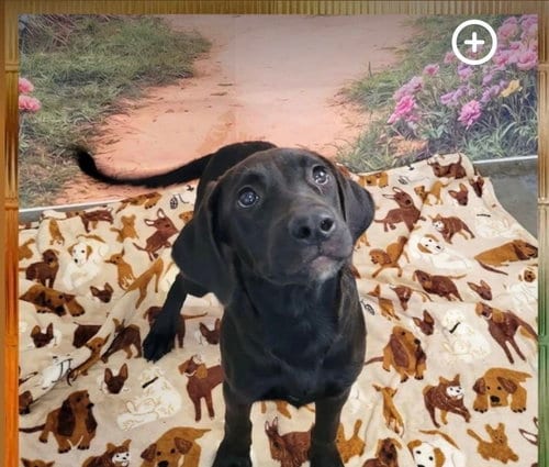 Photo of Dahlia, adoptable Labrador Retriever in NEWPORT NH, New Hampshire