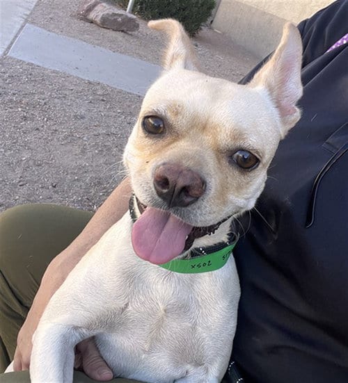 Photo of Ahsoka, adoptable Chihuahua in Mesa, Arizona