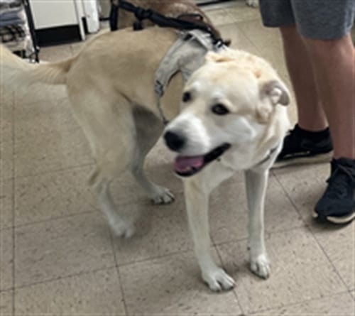 Photo of Frank, adoptable Labrador Retriever in Killeen, Texas