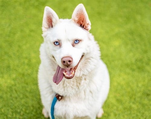 Photo of Luna, adoptable Siberian Husky in San Jose, California