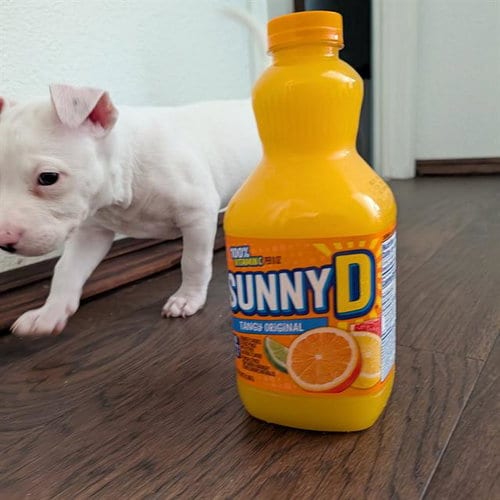 Photo of Sunny D, adoptable Queensland Heeler in Camarillo, California