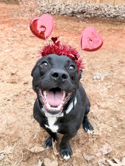 Photo of Antony, adoptable dog in Chamblee, Georgia