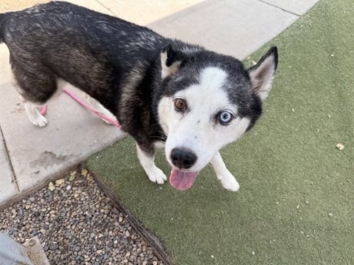 Photo of Nala, adoptable Husky in Phoenix, Arizona