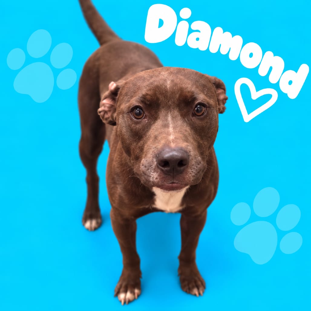 Photo of Diamond, adoptable dog