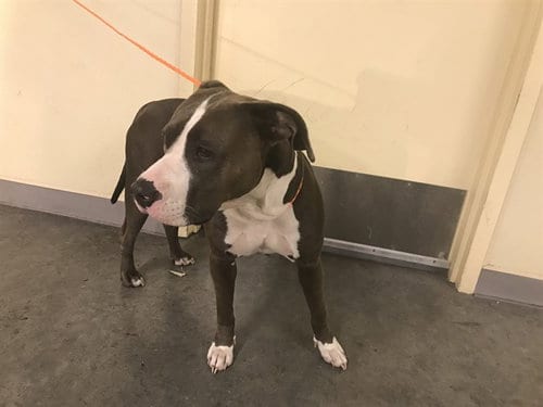 Photo of Melody, adoptable Pit Bull Terrier in Orange, California