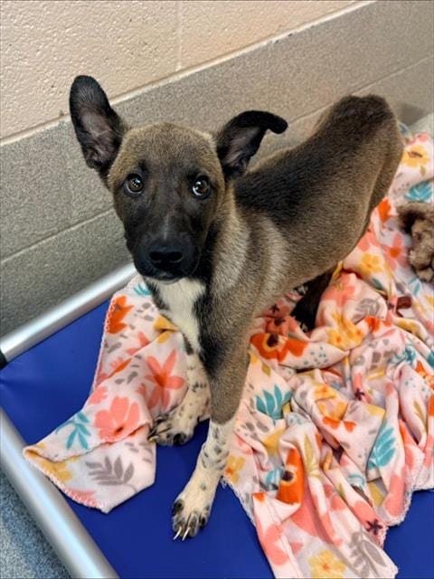 Photo of Zaylah, adoptable Akita in Statesville, North Carolina