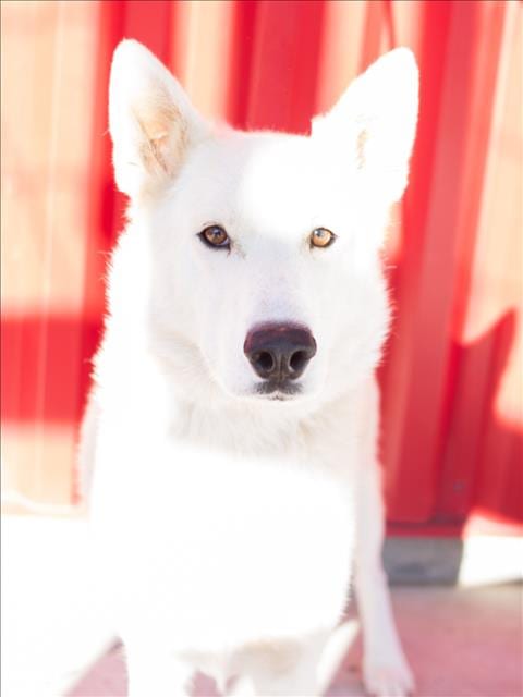 Photo of Blippi, adoptable German Shepherd Dog in Tracy, California