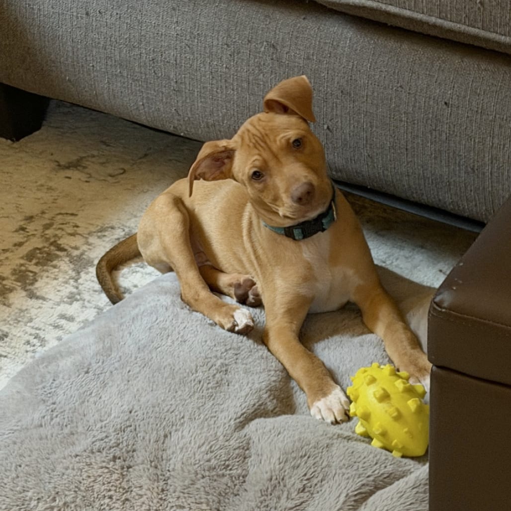 Photo of Indigo Bunting (Bird Pup), adoptable Mixed Breed (Medium) in St. Louis, Missouri