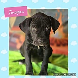 Photo of Imogan, adoptable Labrador Retriever in Ringwood, New Jersey