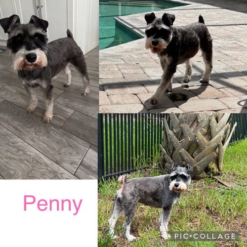 Photo of Penny Schnauzer, adoptable Schnauzer in Valrico, Florida