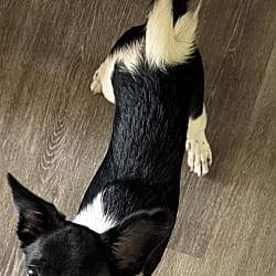 Photo of Benji, adoptable Chihuahua in Va Beach, Virginia