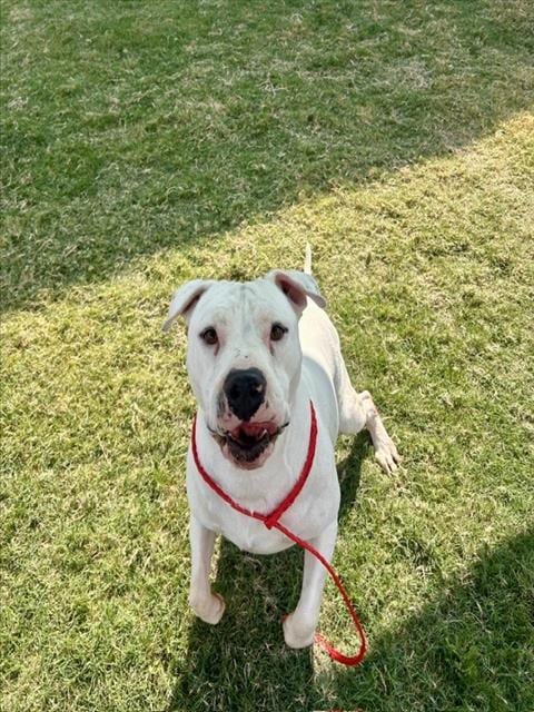 Photo of Havoc, adoptable Staffordshire Bull Terrier in Temple, Texas