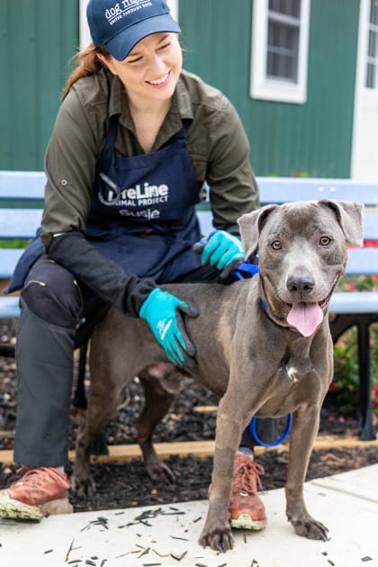 Photo of Inverness, adoptable dog in Chamblee, Georgia