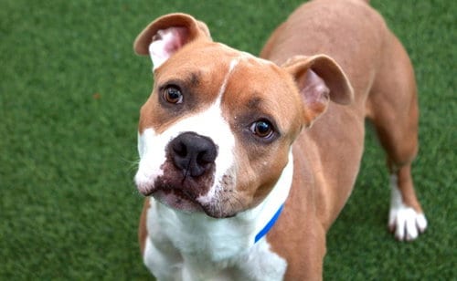 Photo of Buddy, adoptable Boxer in Ft Lauderdale, Florida