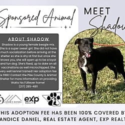 Photo of Shadow, adoptable Beagle Mixed Breed (Medium) in Pittsfield, Illinois
