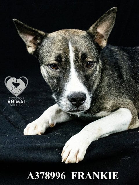 Photo of Frankie, adoptable German Shepherd Dog in Stockton, California