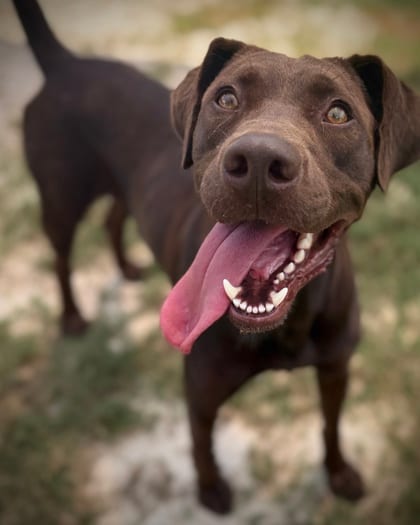 Photo of Ruff Rida, adoptable dog in Atlanta, Georgia