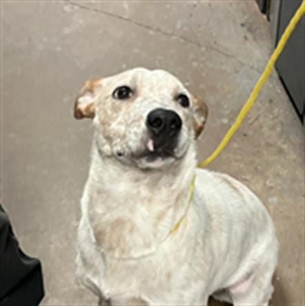 Photo of Daisy, adoptable Mixed Breed