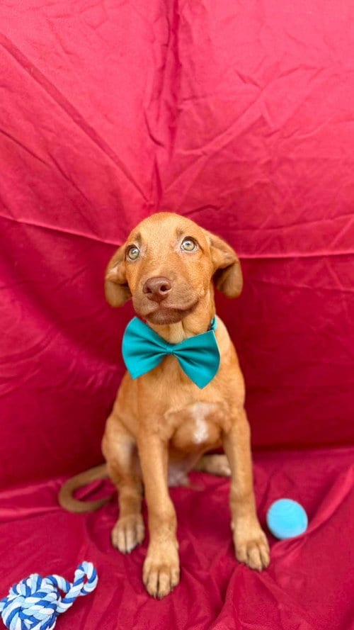 Photo of Messi, adoptable Labrador Retriever in NYC, New York