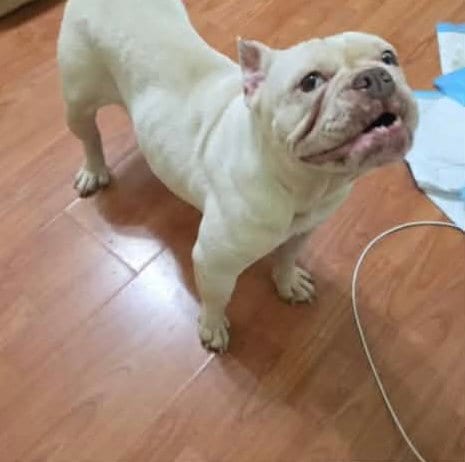 Photo of Chanel, adoptable English Bulldog in Steeleville, Illinois