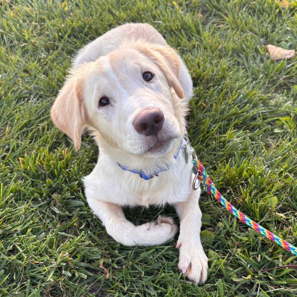 Photo of Sunny, adoptable Retriever, Golden / Mix in Brookfield, Wisconsin