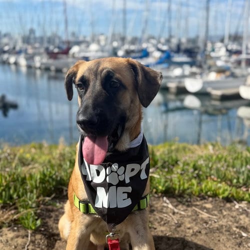 Photo of Milo, adoptable Black Mouth Cur in Alameda, California